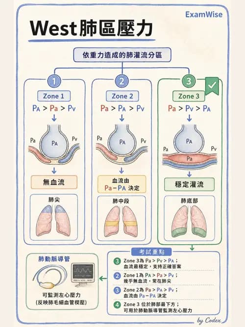 呼吸治療師 - 機械通氣生理 - AI 圖文解析預覽