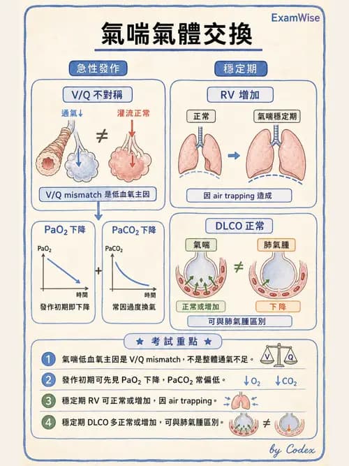 呼吸治療師 - 慢性氣道疾病 - AI 圖文解析預覽