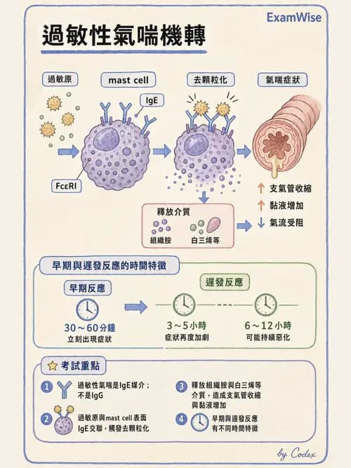 呼吸治療師 - 感染性肺疾 - AI 圖文解析預覽