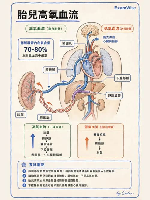 呼吸治療師 - 心臟與循環解剖 - AI 圖文解析預覽