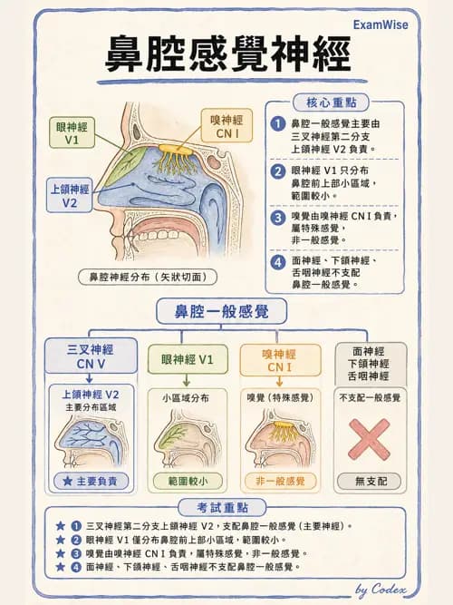 呼吸治療師 - 肺臟血流與神經支配 - AI 圖文解析預覽