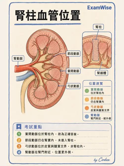 呼吸治療師 - 腎臟解剖 - AI 圖文解析預覽