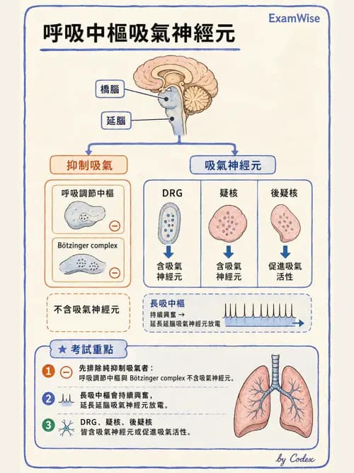 呼吸治療師 - 通氣、呼吸力學與控制 - AI 圖文解析預覽