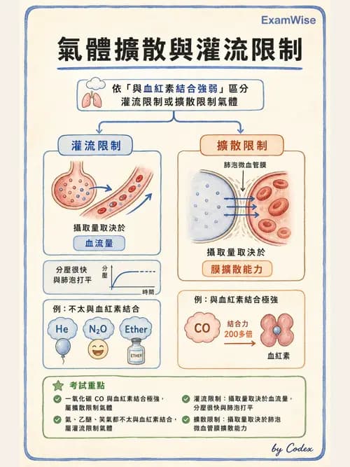 呼吸治療師 - 氣體擴散、交換與肺部代謝 - AI 圖文解析預覽