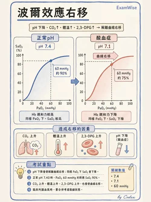 呼吸治療師 - 氣體擴散、交換與肺部代謝 - AI 圖文解析預覽