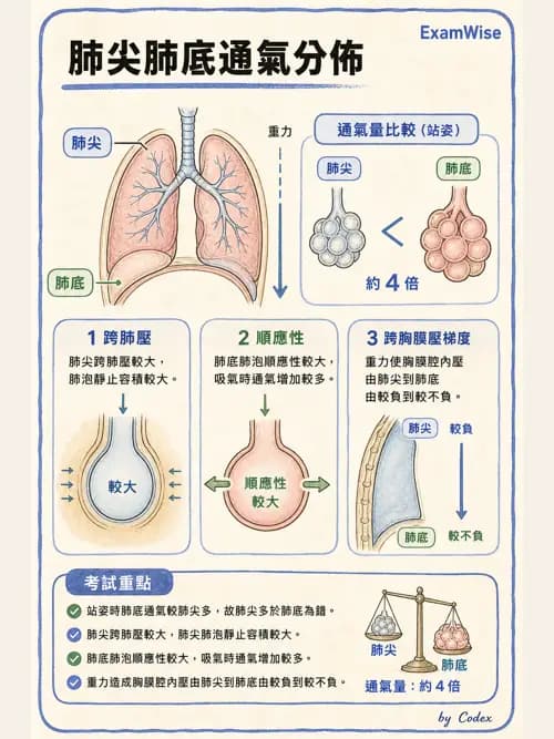 呼吸治療師 - 通氣、呼吸力學與控制 - AI 圖文解析預覽