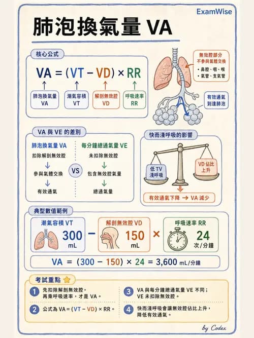 呼吸治療師 - 通氣、呼吸力學與控制 - AI 圖文解析預覽