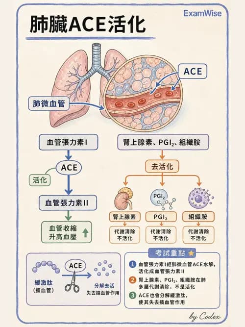 呼吸治療師 - 氣體擴散、交換與肺部代謝 - AI 圖文解析預覽