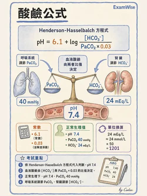 呼吸治療師 - 酸鹼平衡與腎臟生理 - AI 圖文解析預覽
