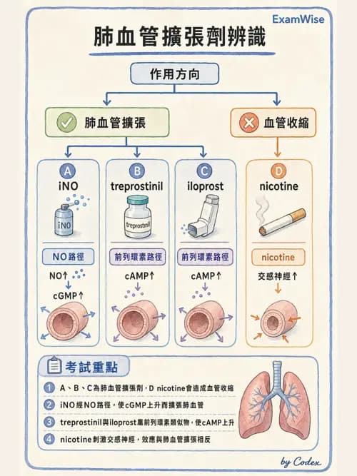呼吸治療師 - 呼吸系統藥物 - AI 圖文解析預覽