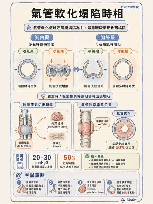 呼吸治療師 - 人工氣道處置 - AI 圖文解析預覽
