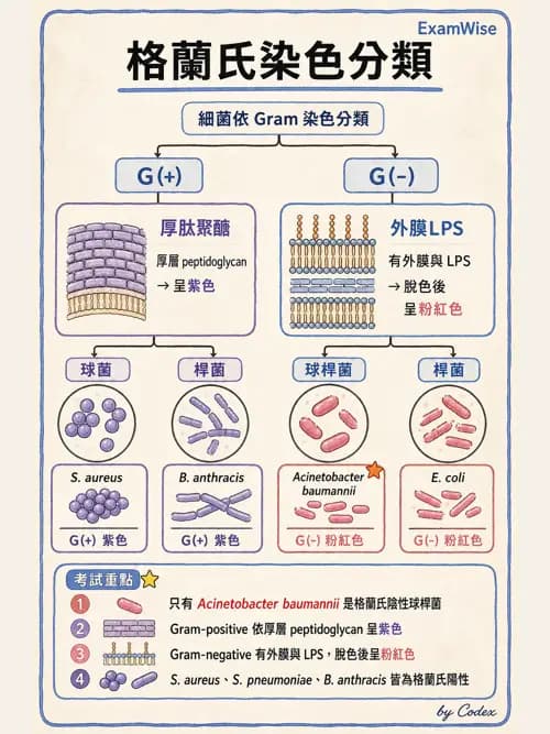 呼吸治療師 - 感染管制與職業安全 - AI 圖文解析預覽