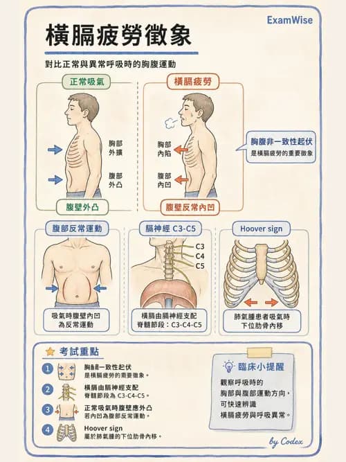 呼吸治療師 - 呼吸治療臨床作業與身體評估 - AI 圖文解析預覽