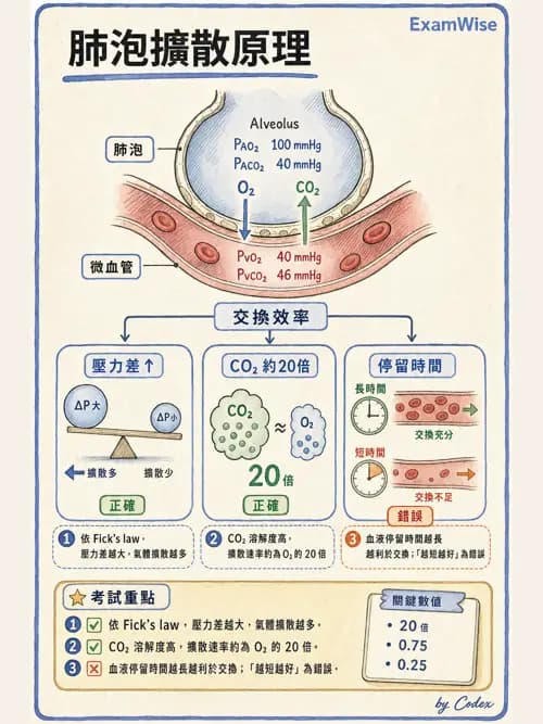 呼吸治療師 - 動脈血液氣體分析與氧合評估 - AI 圖文解析預覽