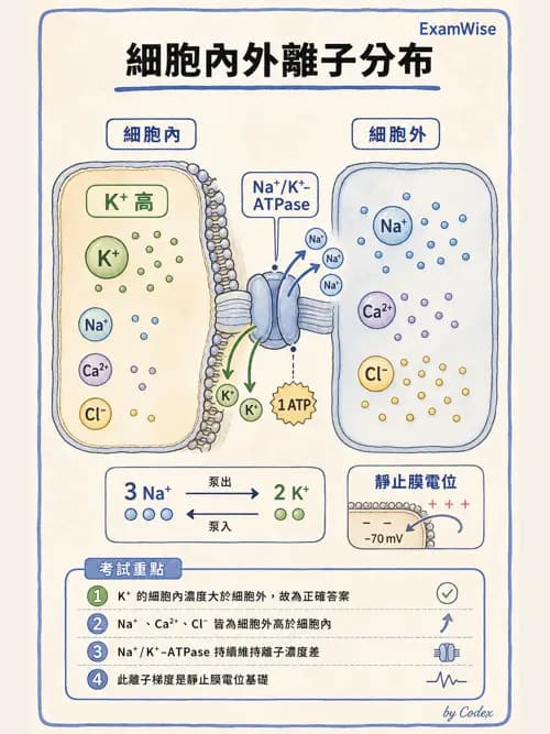 呼吸治療師 - 心血管評估與實驗室檢查 - AI 圖文解析預覽