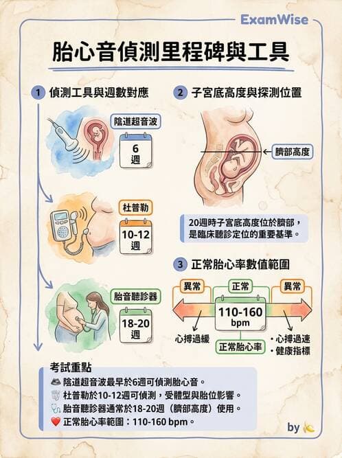 護理師 - 胎兒發育與監測評估 - AI 圖文解析預覽