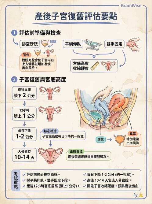 護理師 - 產後生理恢復與護理 - AI 圖文解析預覽