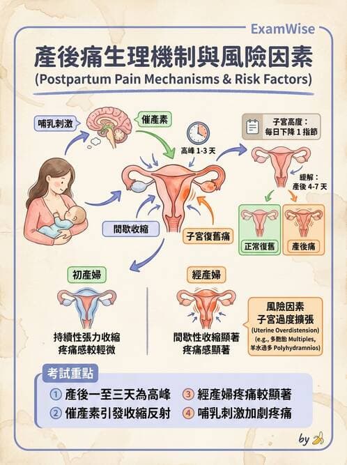 護理師 - 分娩過程與產科急症 - AI 圖文解析預覽