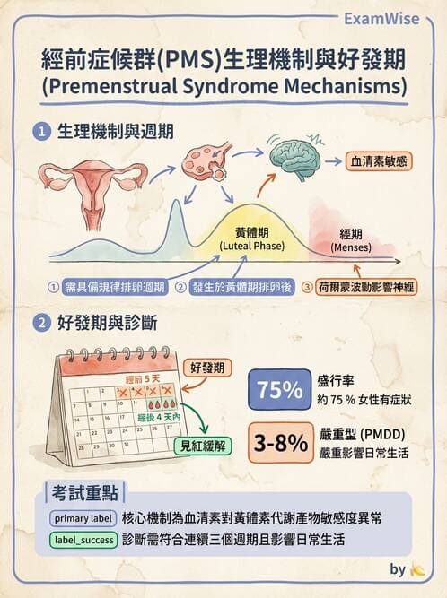 護理師 - 不孕症月經與更年期 - AI 圖文解析預覽