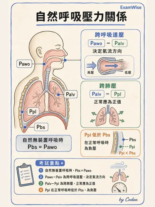 呼吸治療師 - 機械通氣生理 - AI 圖文解析預覽
