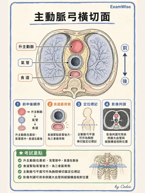 呼吸治療師 - 胸廓、肋膜與呼吸肌肉 - AI 圖文解析預覽