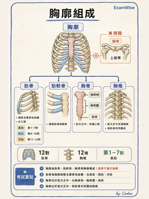呼吸治療師 - 胸廓、肋膜與呼吸肌肉 - AI 圖文解析預覽