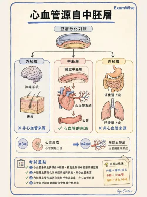 呼吸治療師 - 心臟與循環解剖 - AI 圖文解析預覽