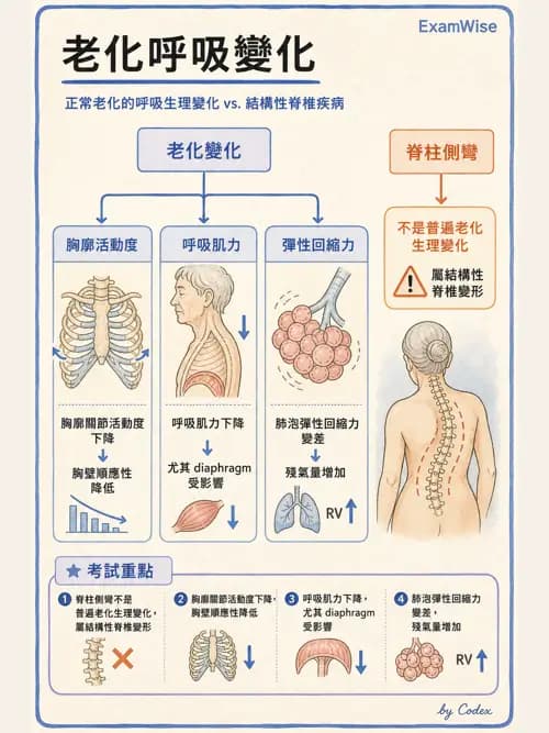 呼吸治療師 - 呼吸系統構造與發展 - AI 圖文解析預覽