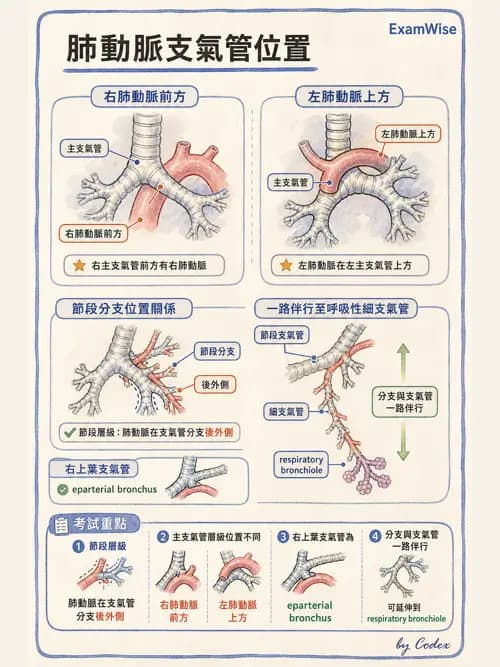 呼吸治療師 - 肺臟血流與神經支配 - AI 圖文解析預覽