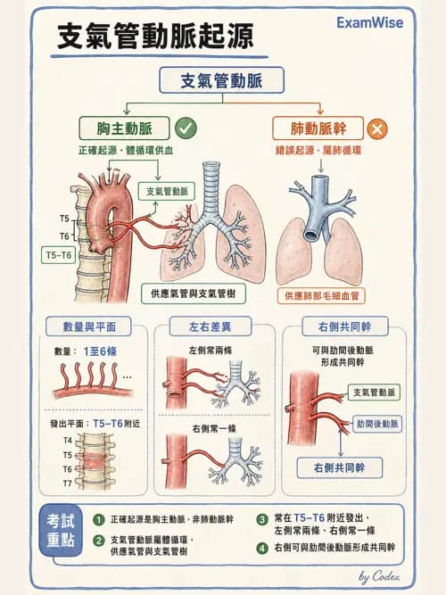 呼吸治療師 - 肺臟血流與神經支配 - AI 圖文解析預覽
