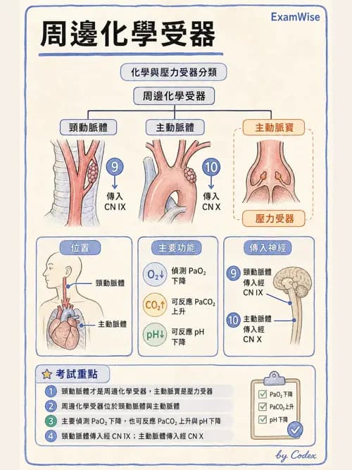 呼吸治療師 - 肺臟血流與神經支配 - AI 圖文解析預覽