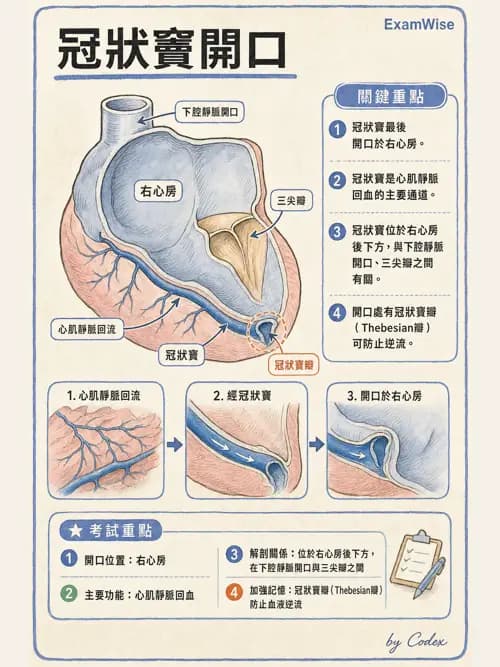 呼吸治療師 - 心臟與循環解剖 - AI 圖文解析預覽