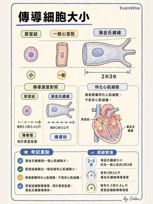呼吸治療師 - 心臟與循環解剖 - AI 圖文解析預覽