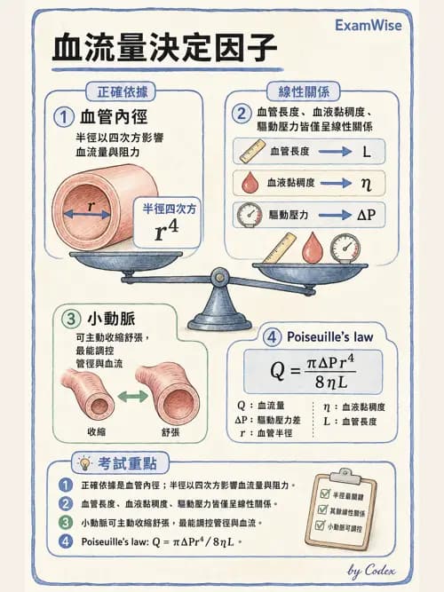 呼吸治療師 - 心臟生理與血液動力學 - AI 圖文解析預覽