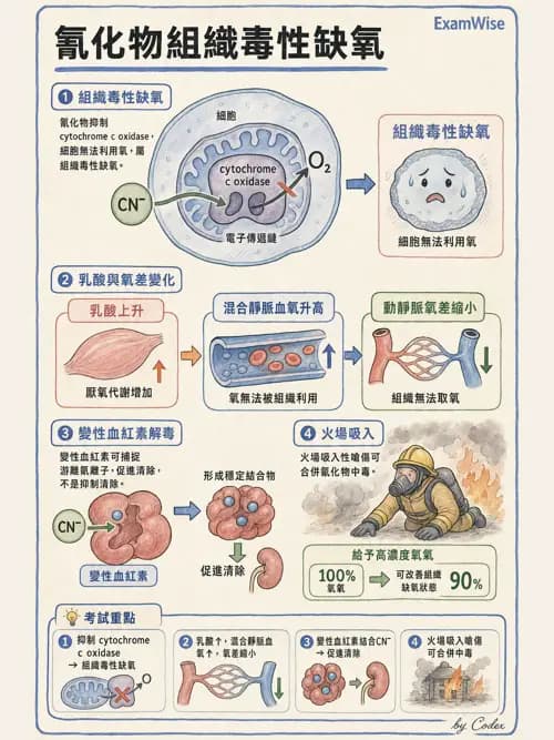 呼吸治療師 - 氣體擴散、交換與肺部代謝 - AI 圖文解析預覽