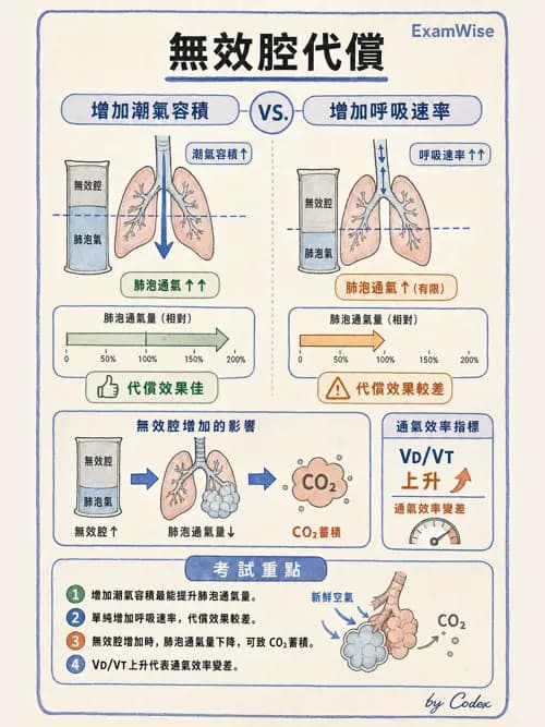呼吸治療師 - 通氣、呼吸力學與控制 - AI 圖文解析預覽