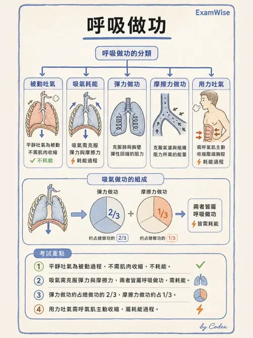 呼吸治療師 - 通氣、呼吸力學與控制 - AI 圖文解析預覽