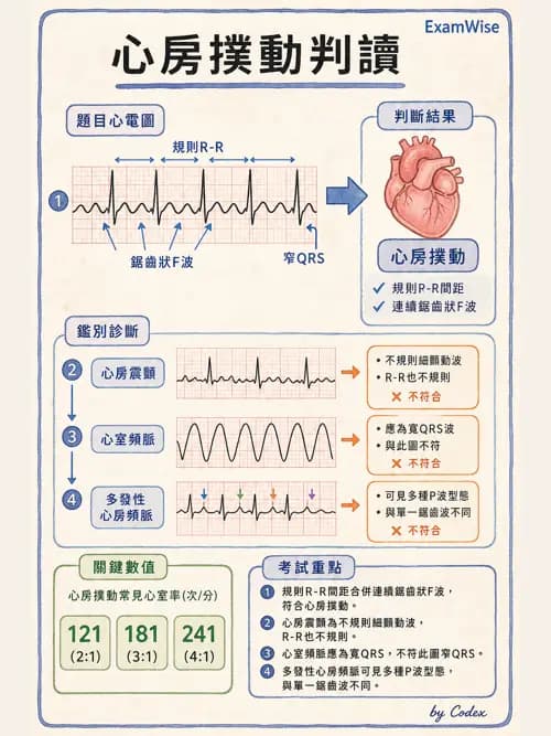 呼吸治療師 - 心臟生理與血液動力學 - AI 圖文解析預覽