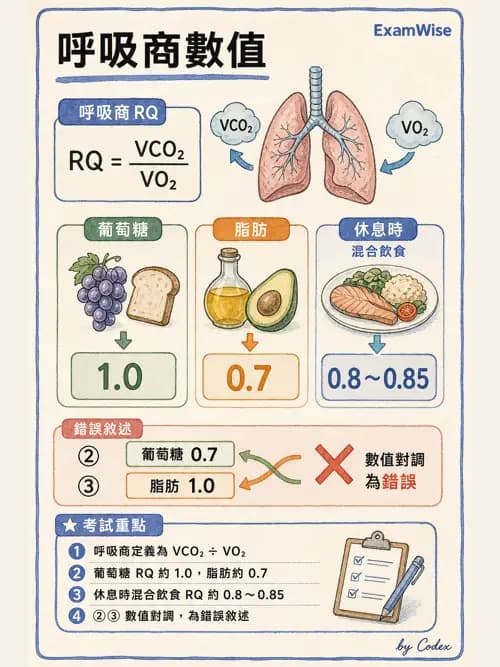 呼吸治療師 - 運動與環境生理 - AI 圖文解析預覽