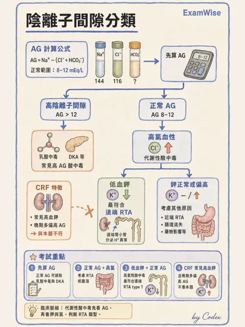 呼吸治療師 - 酸鹼平衡與腎臟生理 - AI 圖文解析預覽