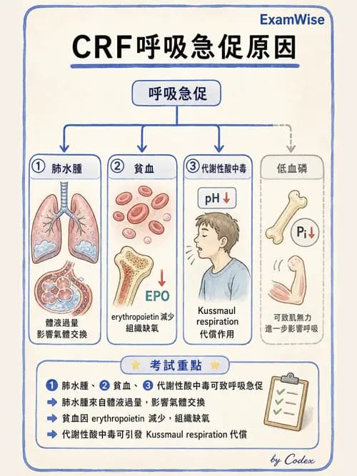 呼吸治療師 - 酸鹼平衡與腎臟生理 - AI 圖文解析預覽
