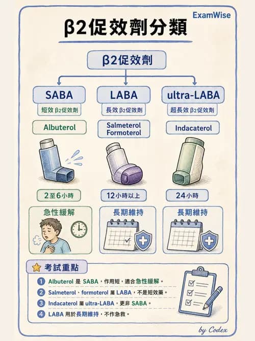 呼吸治療師 - 呼吸系統藥物 - AI 圖文解析預覽