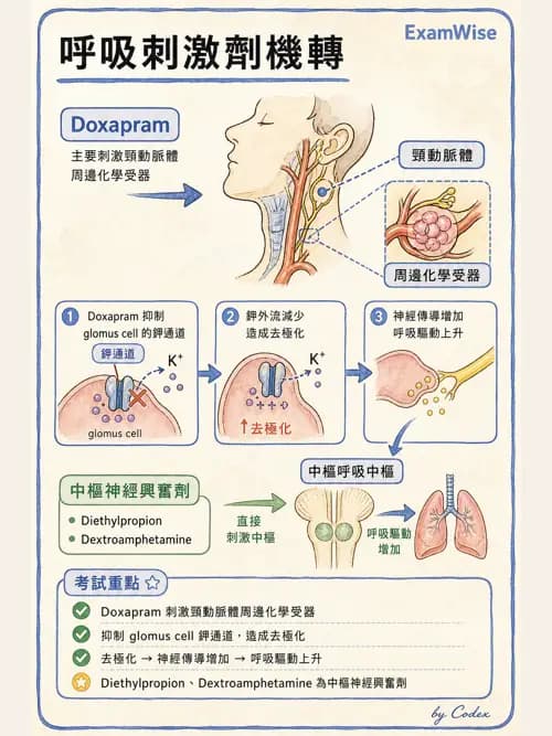 呼吸治療師 - 神經系統藥物 - AI 圖文解析預覽