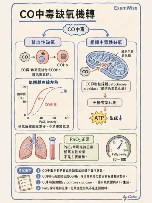 呼吸治療師 - 高壓氧治療 - AI 圖文解析預覽