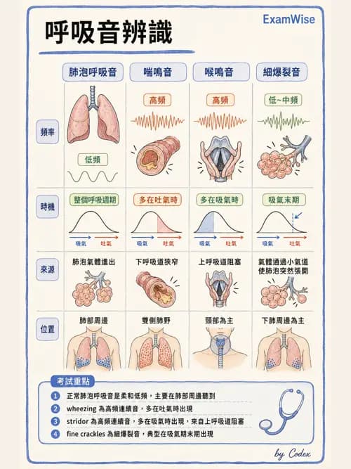 呼吸治療師 - 呼吸治療臨床作業與身體評估 - AI 圖文解析預覽