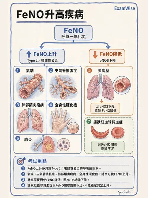 呼吸治療師 - 呼吸功能檢查 - AI 圖文解析預覽