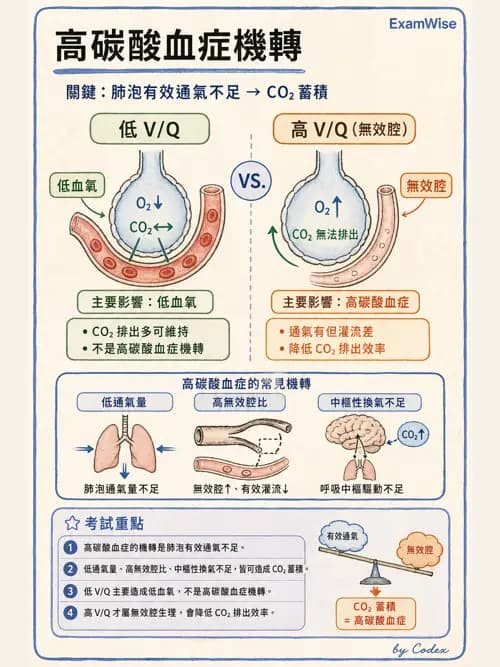 呼吸治療師 - 動脈血液氣體分析與氧合評估 - AI 圖文解析預覽