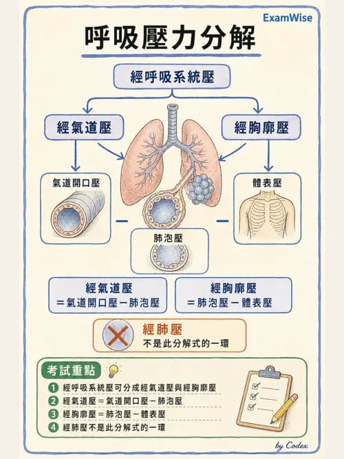 呼吸治療師 - 機械通氣生理 - AI 圖文解析預覽