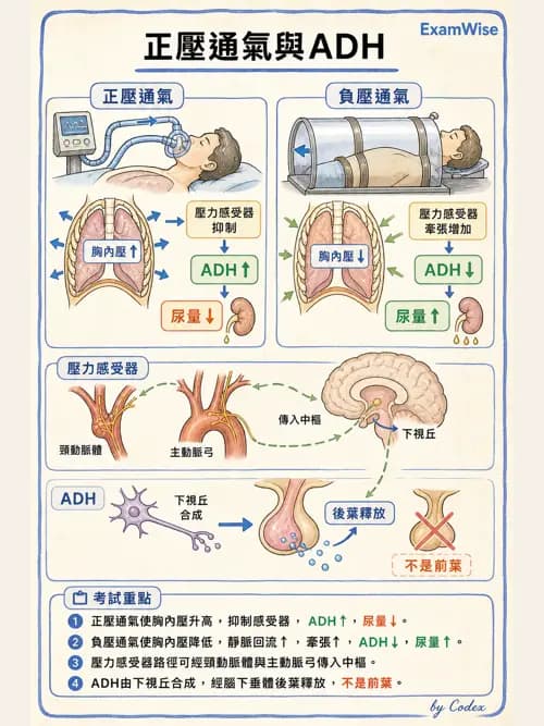 呼吸治療師 - 正壓通氣生理影響與合併症 - AI 圖文解析預覽