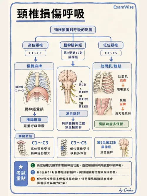 呼吸治療師 - 術後與其他呼吸重症 - AI 圖文解析預覽